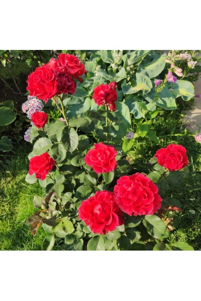 Троянда чайно-гібридна Ельторро з яскраво-червоними квітами